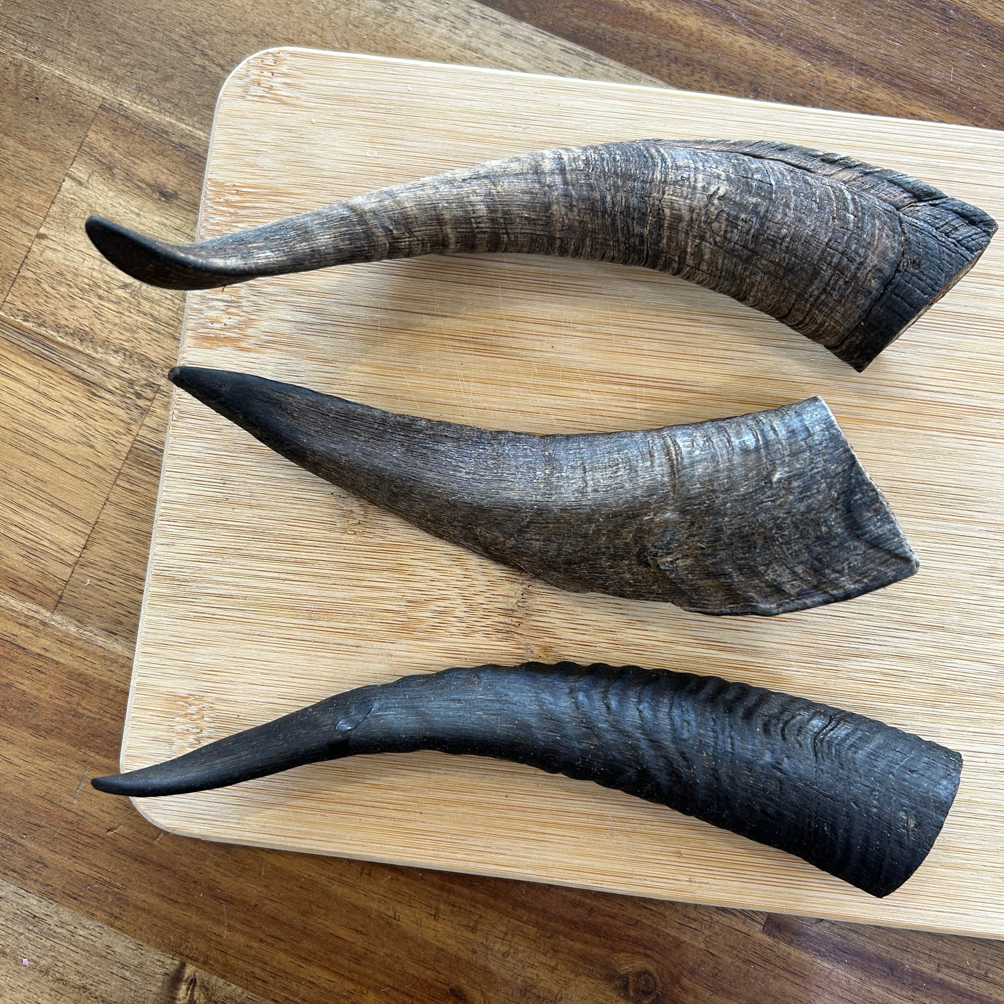 Goat Horn (with Marrow)